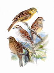 Bird art. Vintage-style bird illustration.
