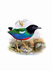 Bird art. Vintage-style bird illustration.