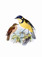 Bird art. Vintage-style bird illustration.