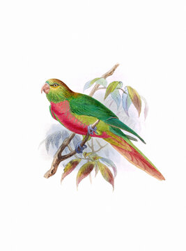 Bird art. Vintage-style Parrot illustration.