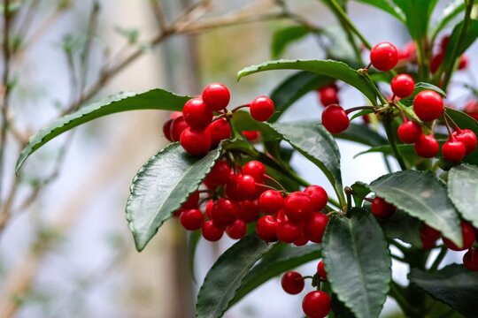 Close-up view of vibrant red holly berries and green leaves on a branch against a white background