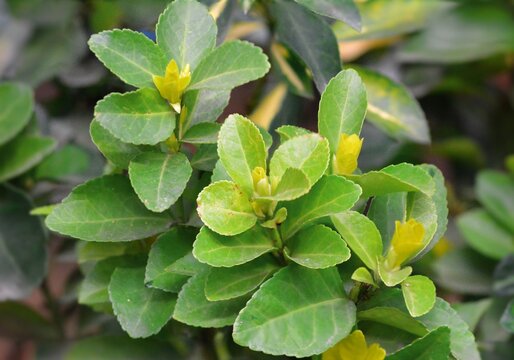Fresh Green Leaves of Lemon Tree with Yellow Buds in Spring Season on Blurred Background of Foliage