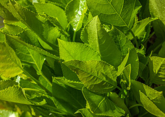 Closeup shot of fresh green leaf growing in garden. Natural green leaves plants as spring background, cover page, environment, ecology or greenery wallpaper.