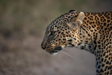 Professional portrait of the side profile of an African leopard under soft evening light of Masai Mara, Kenya