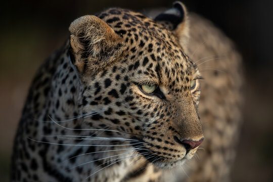 Professional portrait of an African leopard taken in soft evening light of Masai Mara, Kenya