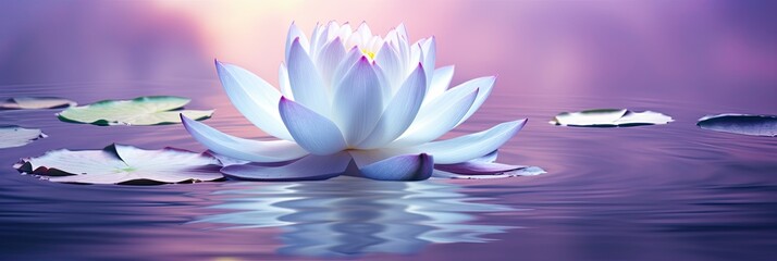 Relaxing scene with lotus flower in the water, dreamy landscapes, tranquil gardenscapes, web banner format