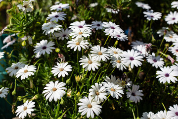white daisies in the garden