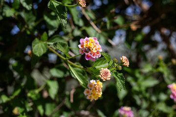 red and yellow flowers