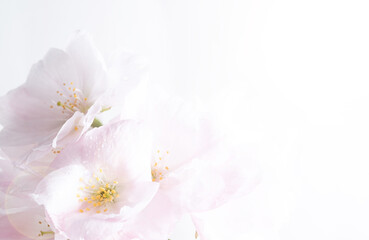 Macro white cherry flowers on a white background. Botanical design, selective focus