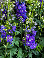 Delphiniums in full bloom while others are just starting to open up in a meadow of delphinium...