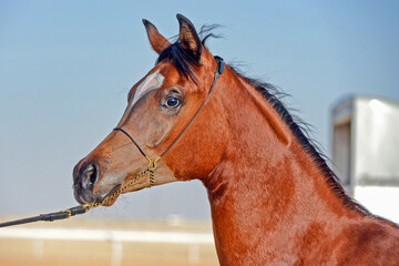 A beautiful look at the Arabian horse