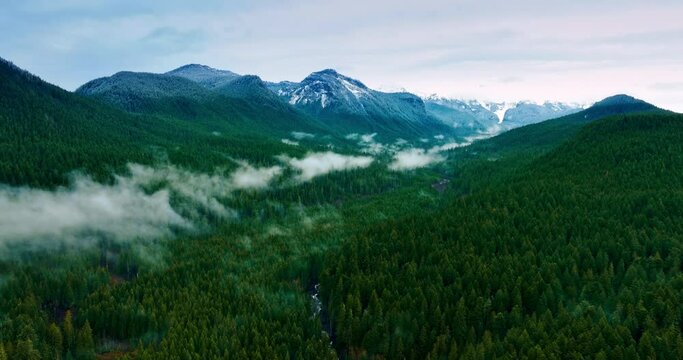 Beautiful scenery of the Mount Rainer National park, Washington State, the USA. Evergreen pine trees cover the territory of reserve. Top view.