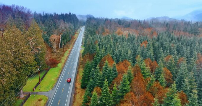 Following red vehicle driving by the asphalt road in the pine tree forest. Drone footage above the woods in Mount Rainer National park, Washington State, the USA.