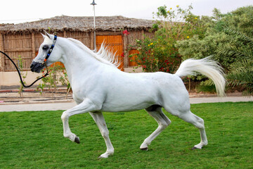 Beautiful steps for purebred Arabian horses