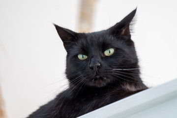 Inquisitive black cat peers over edge, its striking green eyes and sleek coat capturing a modern...