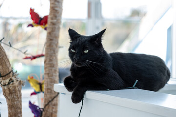 Black cat lounging on a modern planter, with a playful cat tree backdrop, ideal for urban pet...
