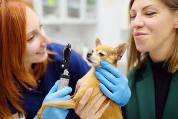 Veterinarian doctor checks eyesight of a small dog of the breed Chihuahua in a veterinary clinic. Pet checkup, tests and vaccination in vet office. - 785738962