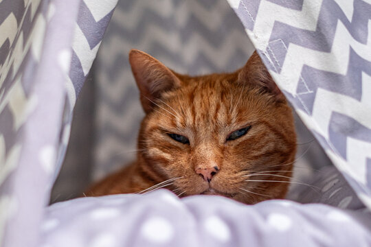 Close up Sleepy orange feline retreats to the soft sanctuary of its stylish indoor teepee, a picture of domestic tranquility.