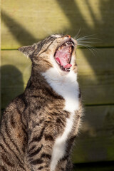Tabby cat yawning expansively, capturing a moment of relaxation in sun dappled surroundings.
