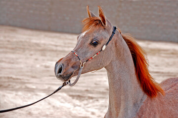 The Arabian horse and the beauty of the head and neck