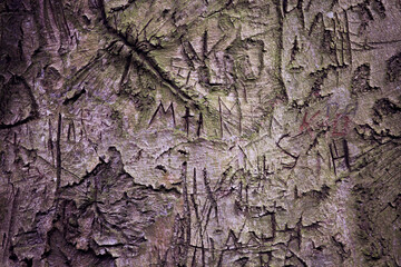 tree bark