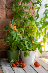 Fototapeta na wymiar Growing tomatoes in the home at summer in balcony. Small bush of balcony cherry orange and red tomato in flower pots on wooden windowsill. Sustainable lifestyle, fresh home-grown organic vegetables