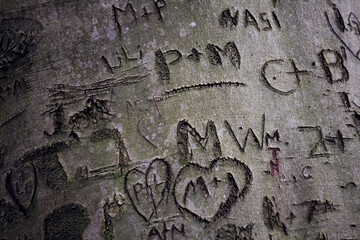 bark