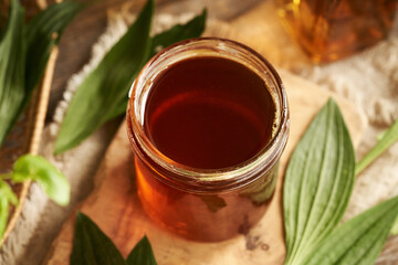 A jar of homemade ribwort plantain syrup for cough with fresh Plantago lanceolata leaves