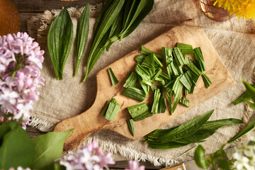 Chopped fresh ribwort plantain leaves - ingredient for homemade herbal syrup