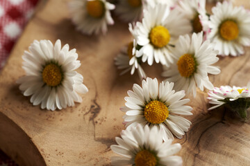 Closeup of fresh common daisy flowers on a wooden cutting board - ingredient for herbal syrup