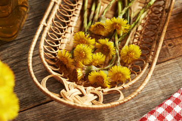Fresh coltsfoot flowers in a basket