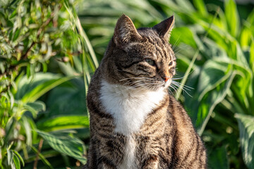 A serene tabby cat with eyes closed against a leafy backdrop, perfect for a natural pet wellness...