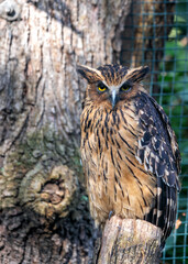 Buffy Fish Owl (Ketupa ketupu) - Southeast Asian resident, also known as Malay Fish Owl