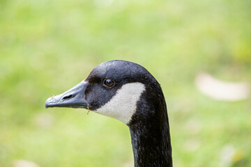 Canada Goose (Branta canadensis) - Found across North America and parts of Europe & Asia