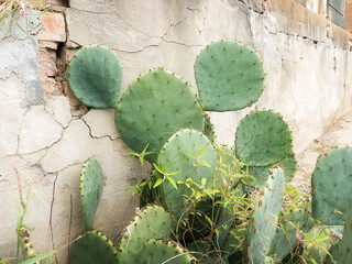 prickly pear cactus plant by an old brick and concrete wall