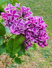 Two-tone lilac flowers. A sprig of large-flowered purple lilac with a white border, a bush after rain with drops.