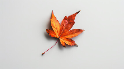 An autumn leaf on white background
