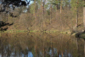 Trees in forest by the lake bank in spring