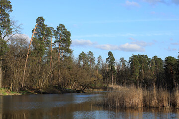 Trees in forest by the lake bank in spring