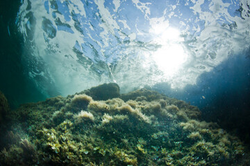 underwater scene with coral reef, Breakers on a submerged reef. Porto Conte. Alghero. Sardinia. Italy - obrazy, fototapety, plakaty