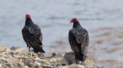 Vultures on the coast