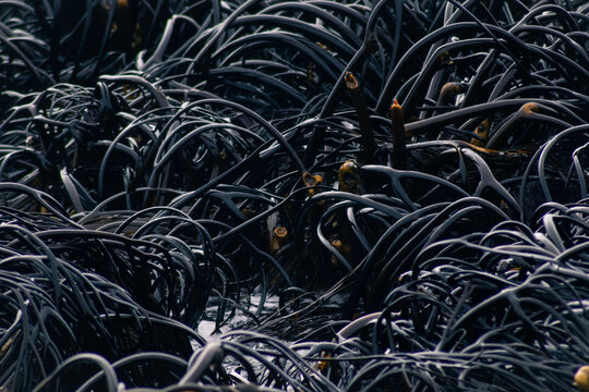 Algas negras