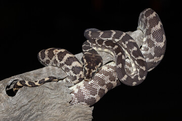 Rare Rough-scaled Python from ther Kimberley Region of Western Australia