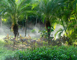 Automated sprinkler irrigation in a tropical garden, with lush, exotic plants, illuminated by the sun's rays on a spring day in Mexico