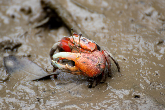 fiddler crab in wetlands mud with big claw