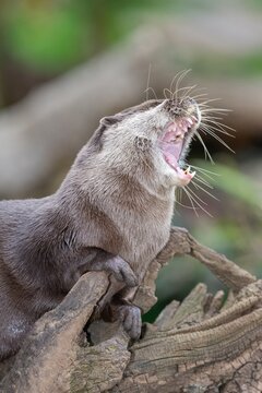 portrait of an Asian small clawed otter (amblonyx cinerea) yawning