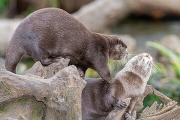 Portrait of a pair of Asian small clawed otters (amblonyx cinerea)