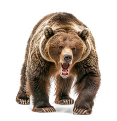 Aggressive brown bear roaring towards camera