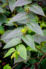 Devil's Cotton (Abroma augustum, Ulat Kambal, perennial Indian hemp, cotton abroma, kapasan). Infusion of fresh leaves and stems is effective in treatment of gonorrhoea