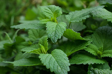 Melissa officinalis plant (mint family), spring vegetable garden, close-up, selective focus